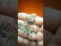 Lettuce Seeds from My Home Garden #YtShort