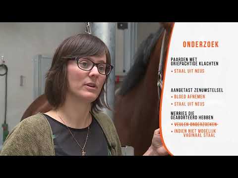 Rhinopneumonie en het equine herpesvirus EHV bij paarden