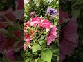 Beauty ❤️ #flowers #ooty #gardening #garden #shorts #trending #youtube #ootytourism #short #tour