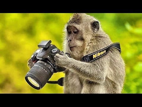 Image result for monkey like human
