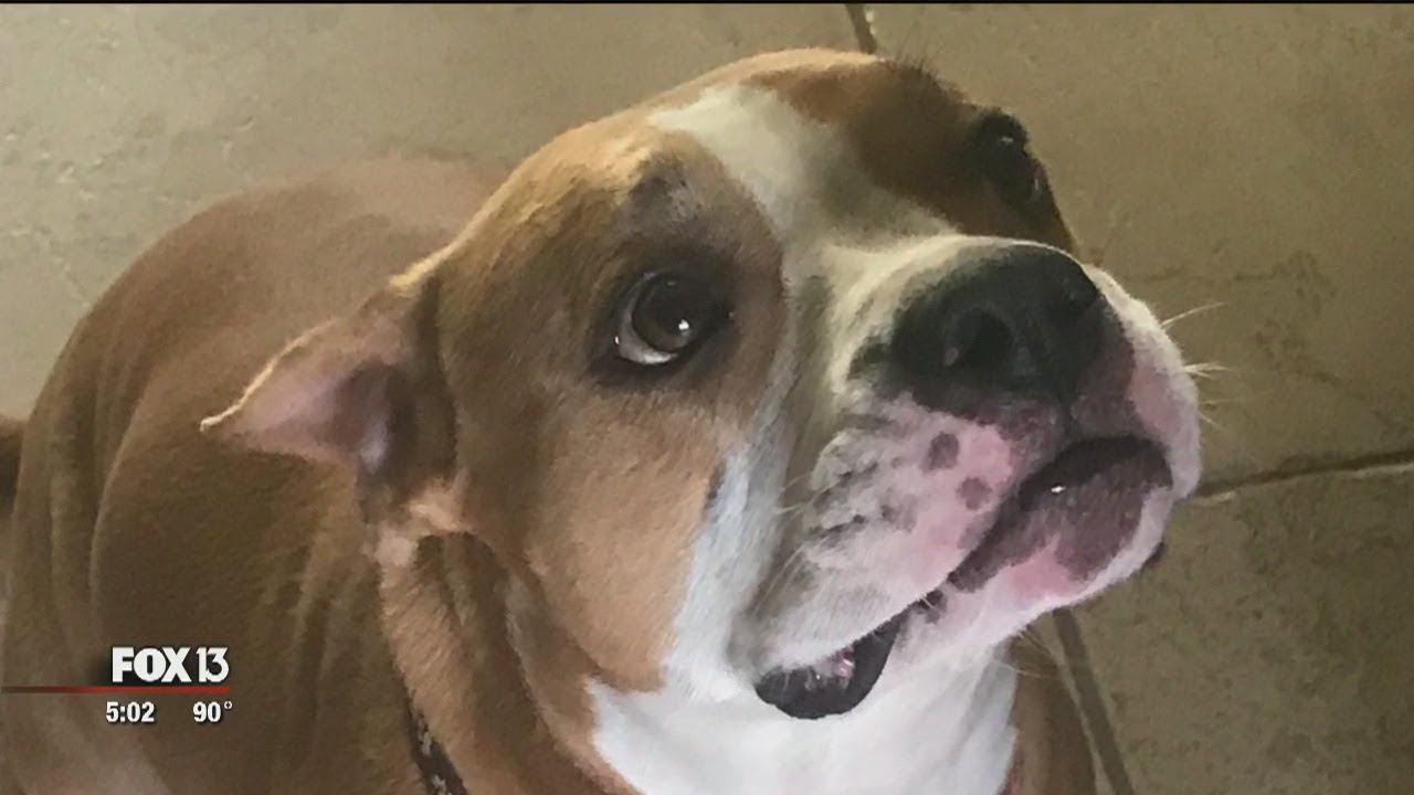 Dog escapes kennel at Tampa Airport; lost in woods YouTube