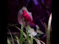 Neocaridina Shrimp Grazing#aquascaping #fishkeepinghobby #aquariumhobby #fishtank #aquarium