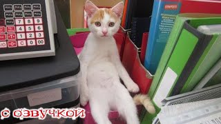 Funny Animal Videos 2024  Funniest Dogs and Cats Videos #206