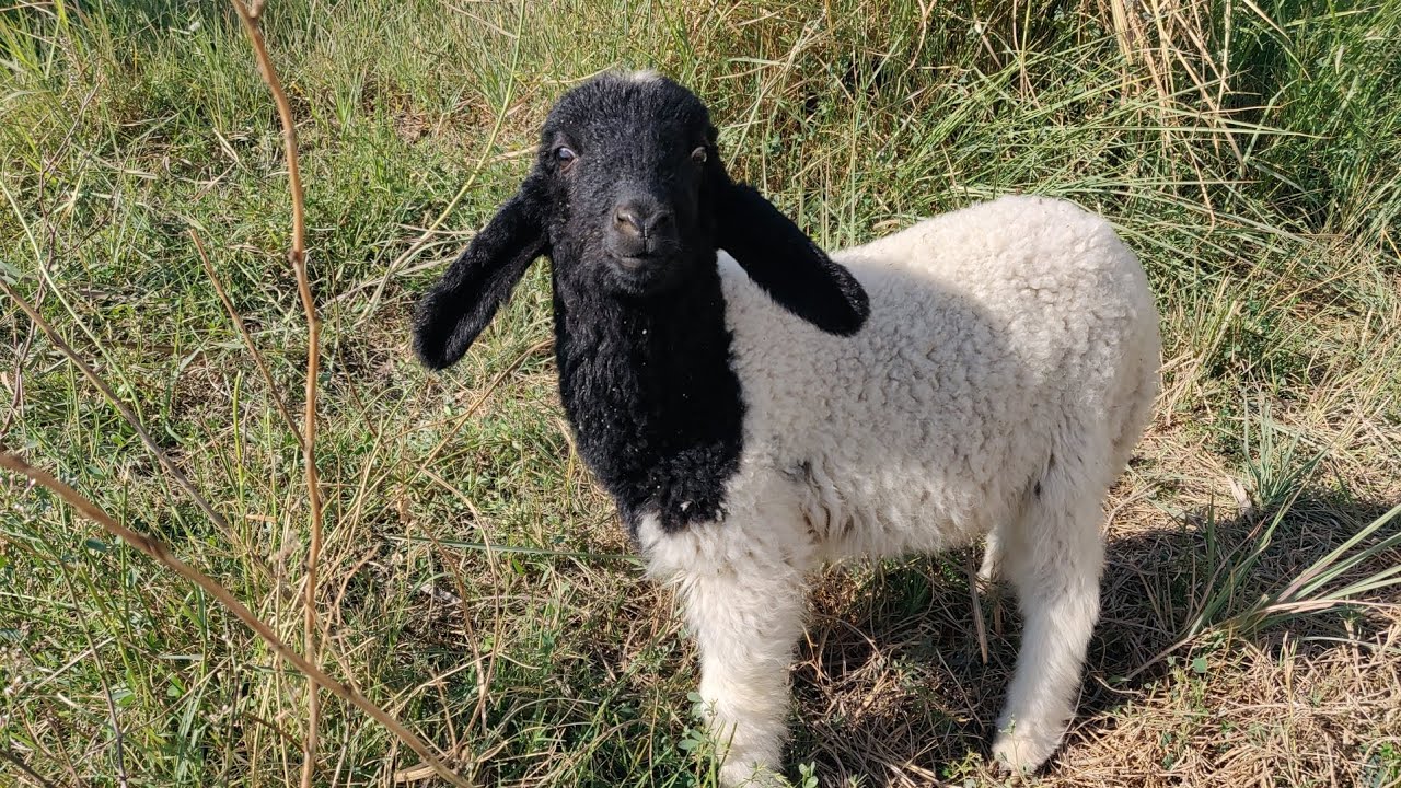 ضاعت النعجة واولادها وفحل البط المسكوفي المصري 🧐