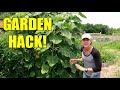 USING SUNFLOWERS AS TRELLIS and GARDEN UPDATE