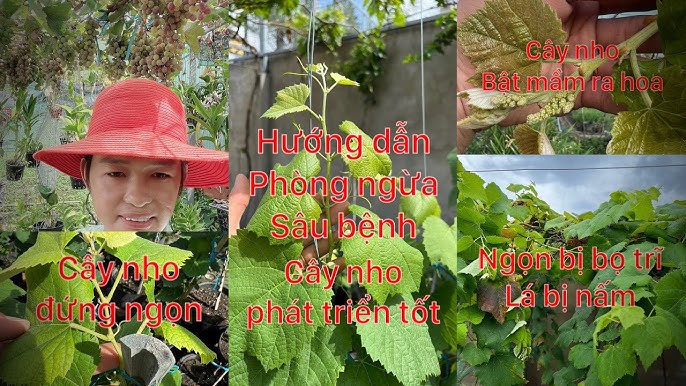 6. Kết luận và khuyến nghị