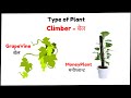 Learning type of plants - CLIMBERS | Type of CLIMBERS for kids | पौधों के  प्रकार - बेल | EVS Topic