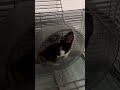 Bros running laps#hamster#merrychristmas