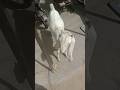 Aaj gya tha mandi Bakra sell Karne k liye #virqlshorts #vlife #goat