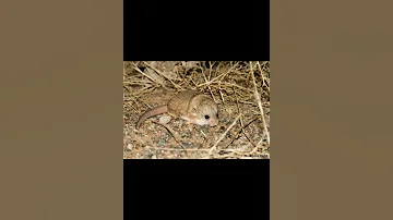 Пятипалый карликовый тушканчик