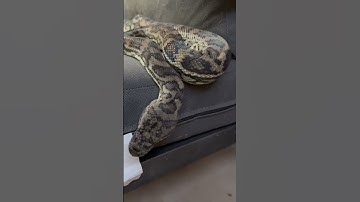 Snake catcher disrupts huge python’s naptime on outdoor couch