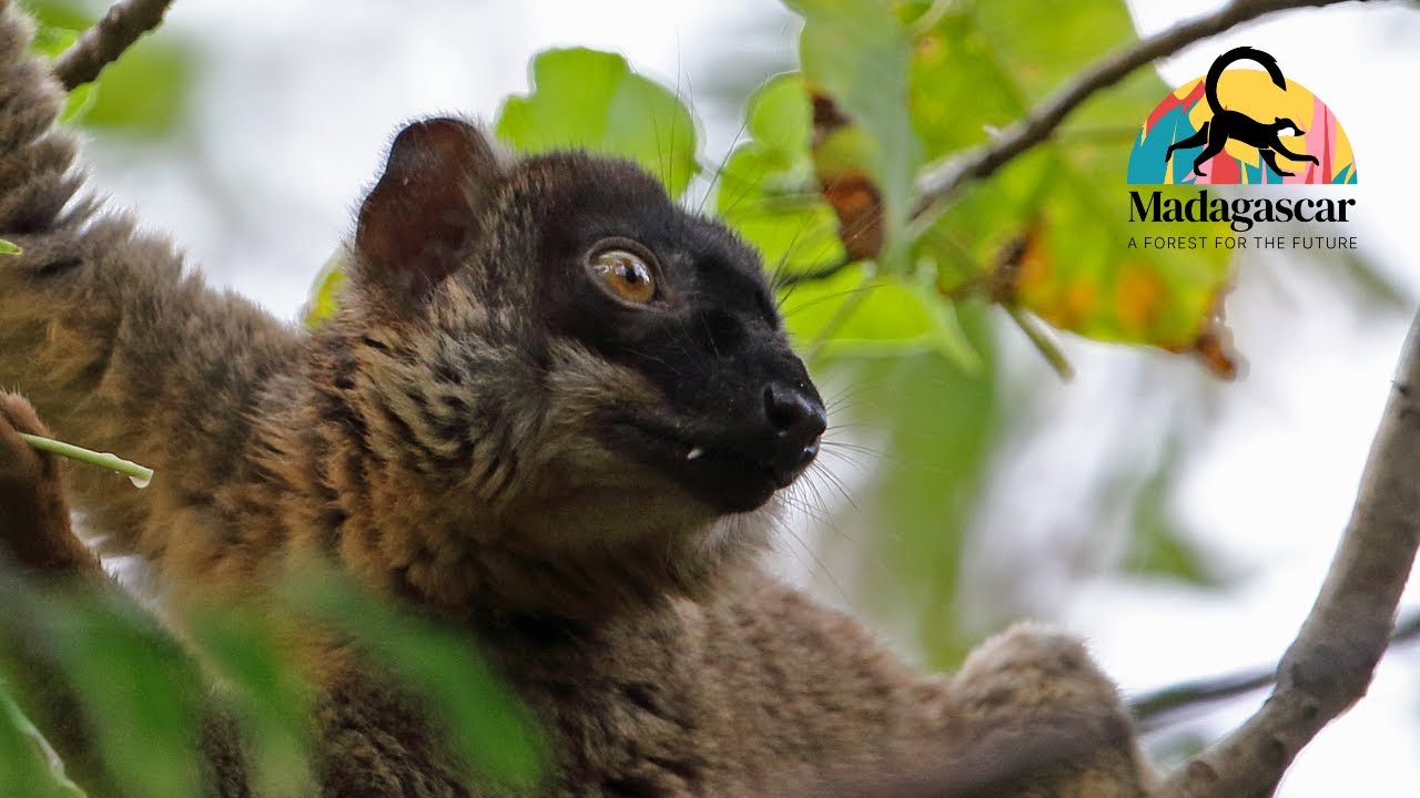 Help Save Madagascar's Forests and Endangered Lemurs