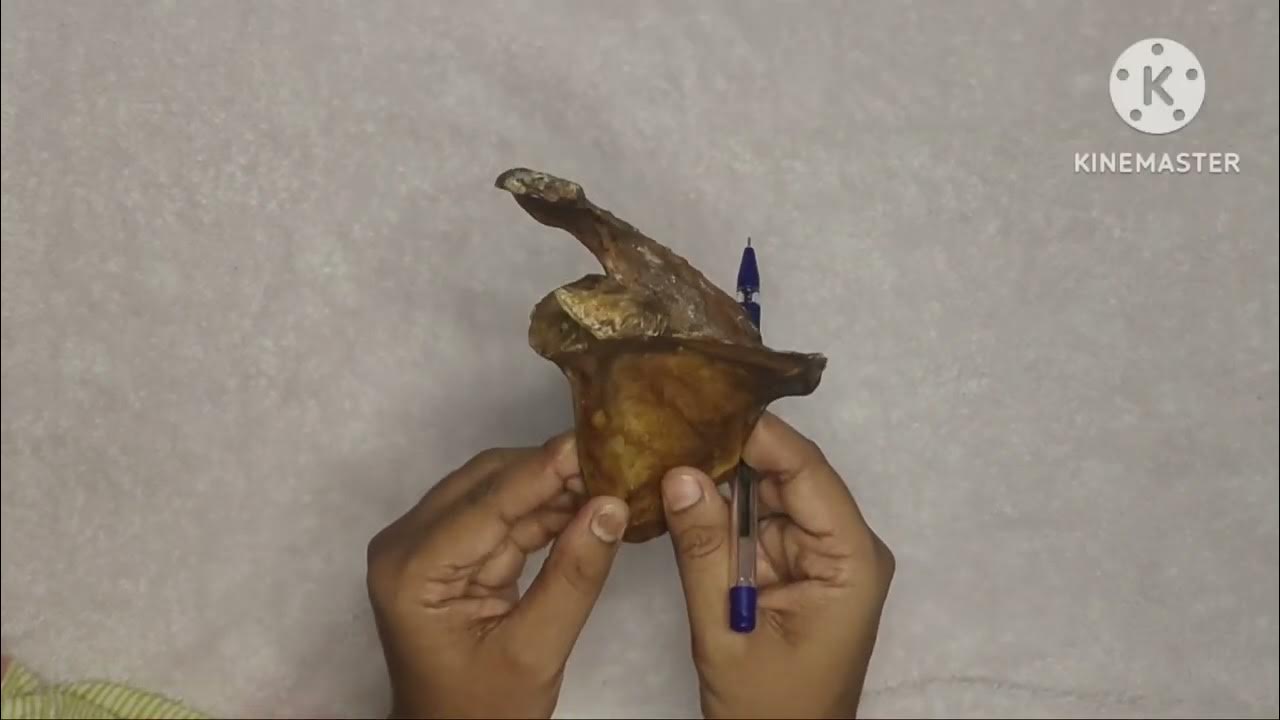 SCAPULA / BONE/ ANATOMY / UPPER LIMB / IN TAMIL YouTube