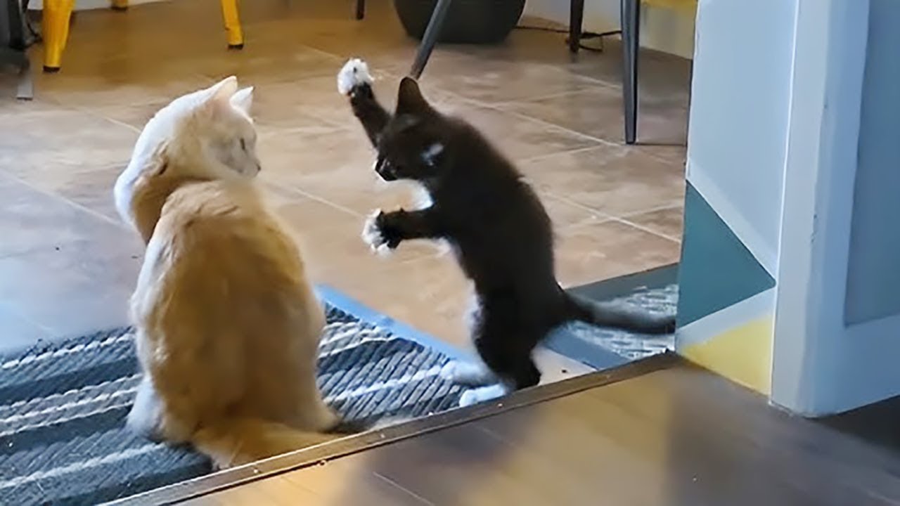 Funny Animal Moments That Will Make Your Day #12 - YouTube