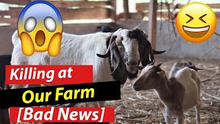 Our Male Boer Goat Killed Our Female Local Goat | Find Out Why