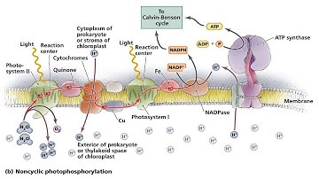 Cyclic and Non-cyclic Photo phosphorylation.