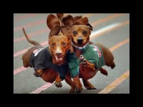 ჩემი სლაიდშოუ