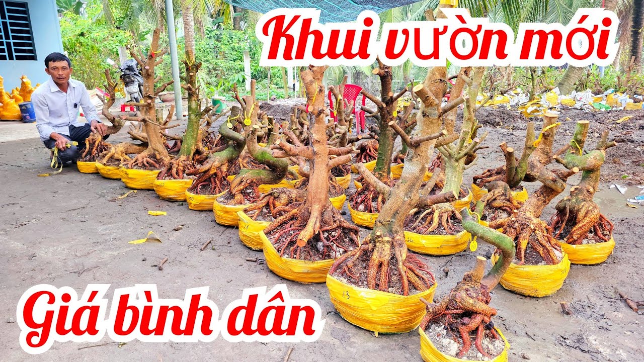 Anh Vũ 📲 0866173290 khui lô mai đế Vip giá rẻ mai Giảo Thủ Đức 28/2 (@MaivàngQuêdừa)