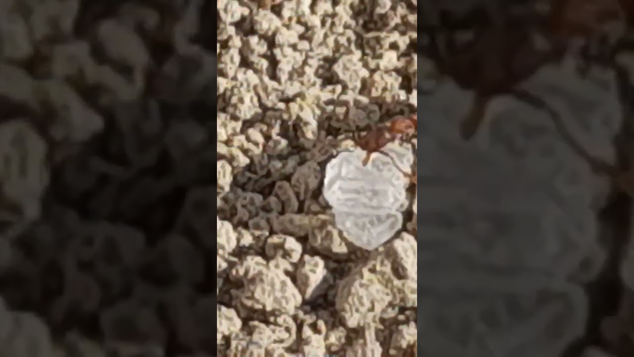 Intruder inside Ants Colony 