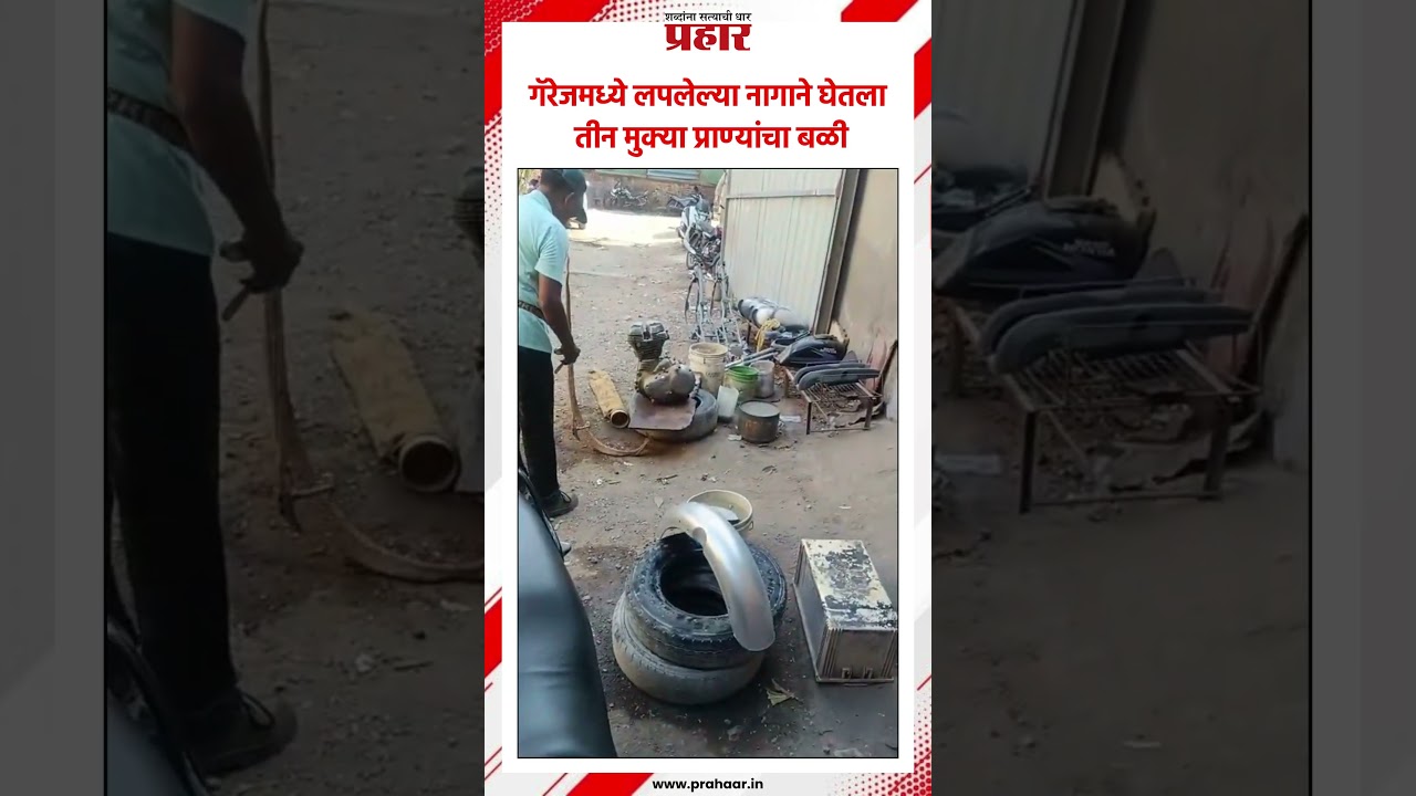 Kalyan कल्याणच्या गांधारी परिसरात नागाची दहशत Gandhari area | Latest news