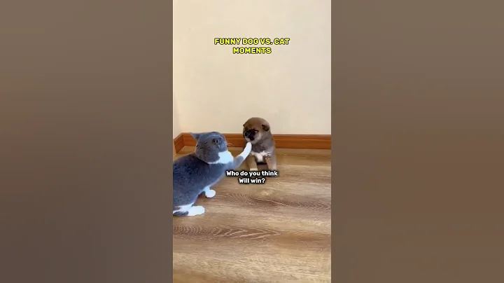 Watch the video about Dog vs. Cat Drama – This Ending Had Me Crying Laughing! #funny #dog #cat
