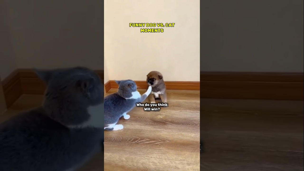 Dog vs. Cat Drama – This Ending Had Me Crying Laughing! 