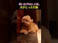 飼い主が外出した後…犬が取り続けた行動に涙