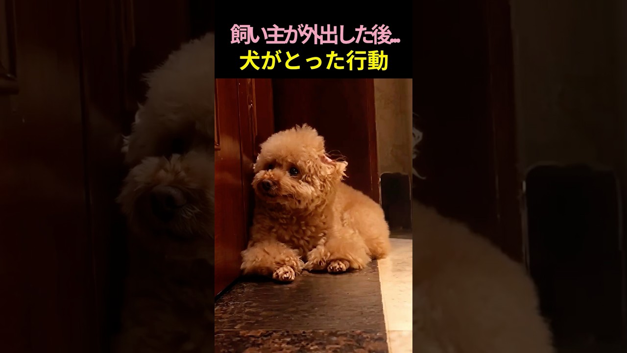飼い主が外出した後…犬が取り続けた行動に涙