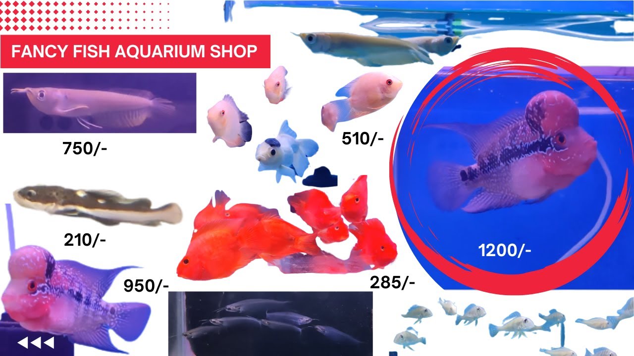 NEW FANCY FISH AQUARIUM, EXOTIC FISH SPECIES CHEAP RETAIL RATES