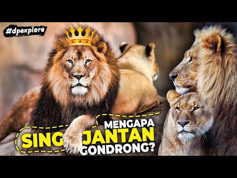 Video: Mengapa Singa Dianggap Sebagai Raja Binatang?