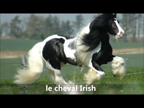 Vidéo: Race De Chevaux Holstein Hypoallergénique, Santé Et Durée De Vie