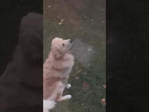 Adorable pup caught on camera experiencing his first snowfall #Shorts