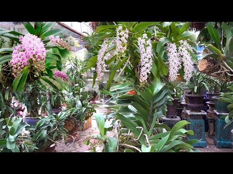 40 nghìn là có giò lan đẹp, quá nhiều lan quý có ở đây - beautiful orchids at bonsai market | Foci