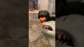 Shark Puppet Tries Egg Challenge With Dog