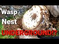 MASSIVE UNDERGROUND Yellow Jacket Ground Nest Removal | Wasp Nest Removal