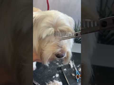 Вест-хайленд-уайт-терьер #собака #viral #puppy #animal