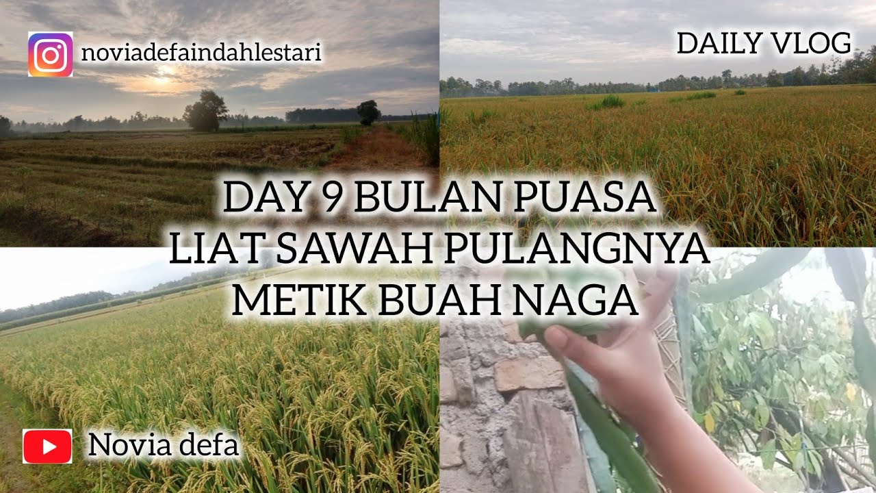 DAY 9 BULAN PUASA LIAT LIAT SAWAH #trending #trendingvideo #fyp #vloglampung #panen #sawah #funny 