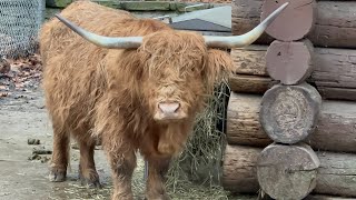 FEMALE YAK | #yak #wildbulls #wildcow #animals #wildanimals #naturelovingwoman #naturelovers