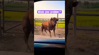 Whats your problem ?🤭😩#shorts #short #funny #comedy #cute #cow #cowvideos