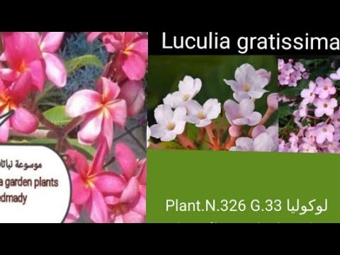 Video: Informationen über Luculia-Pflanzen - Tipps für den Anbau von Luculia-Pflanzen