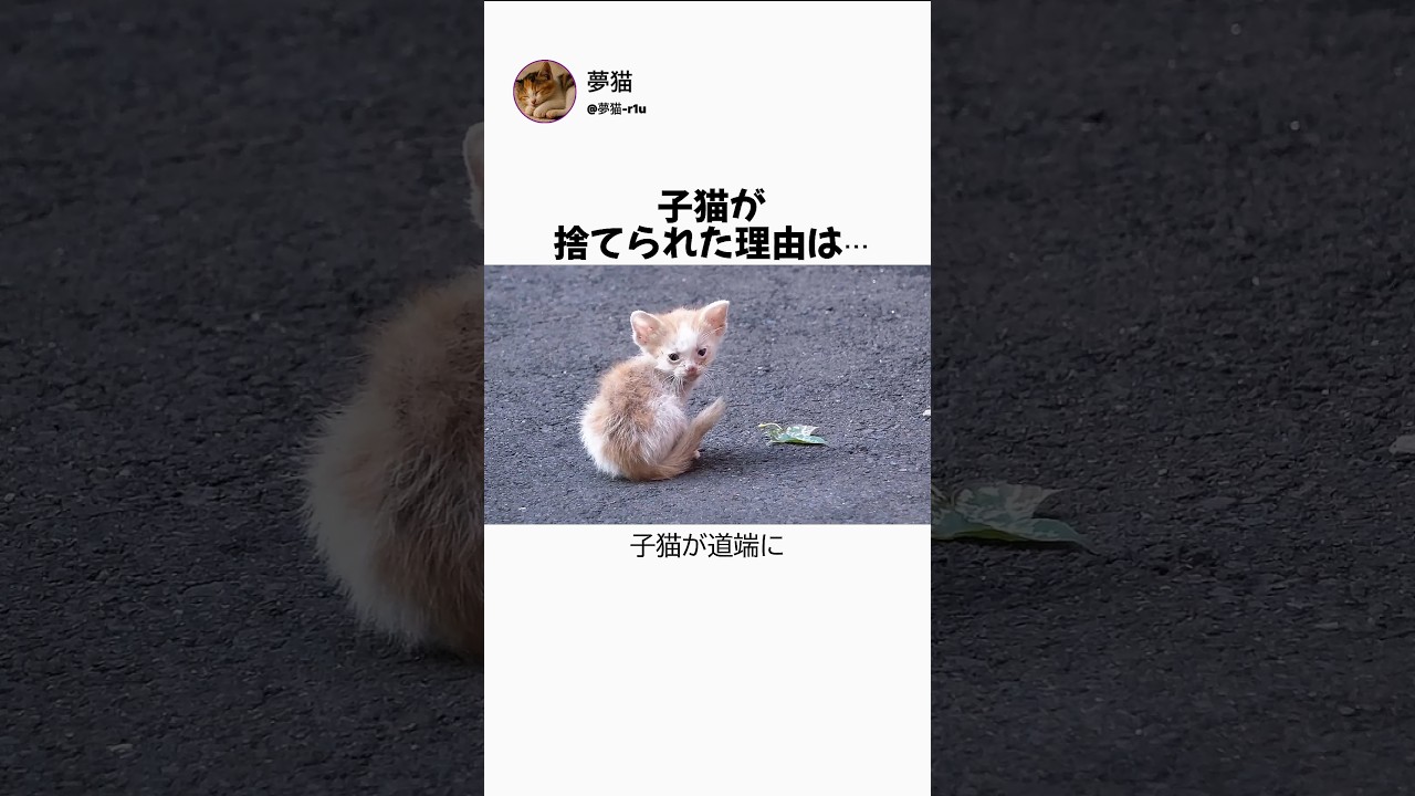 子猫が捨てられた理由は…