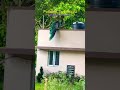 Aliyar To Valparai #pollachi #peacock #vibes #song #travel #nature #trending #shorts #viral #love
