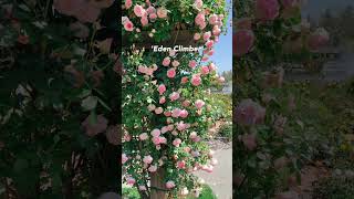 🌸 Menara mawar yang menakjubkan 🌸 Mawar rambat di taman mawar #bayarea #california #flowers #rose
