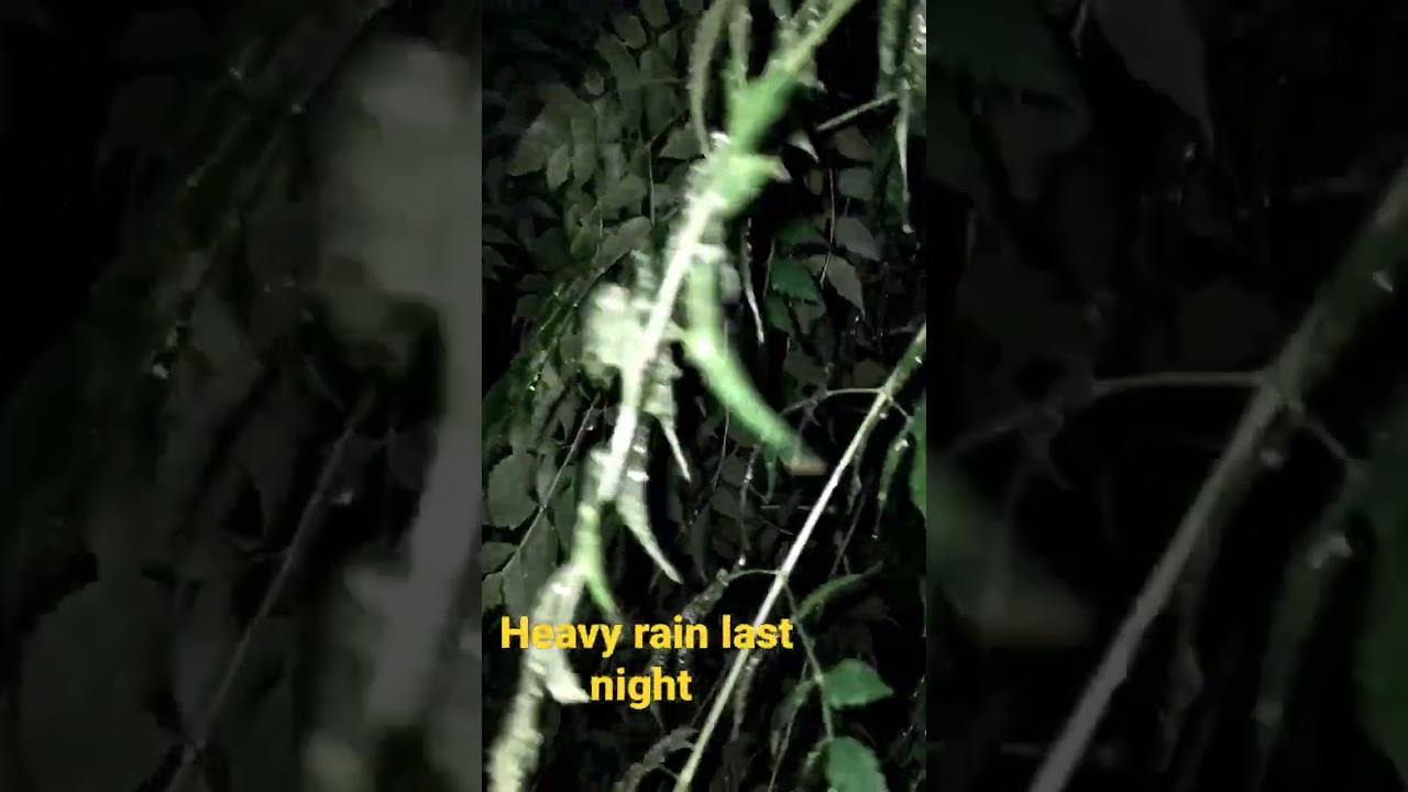 winter first rain, night