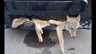 Ce coyote encastré dans le parechoc de cette voiture à survécu sur une distance de 35 Km.