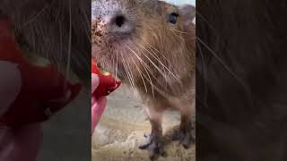 Pulled Up On The Apple 🍉 #Capybara #Shorts