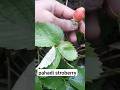 #stroberry in   Uttarakgand(garhwal) #vlog