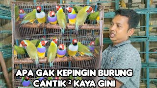 APA GAK KEPINGIN BURUNG CANTIK ² KAYA GINI