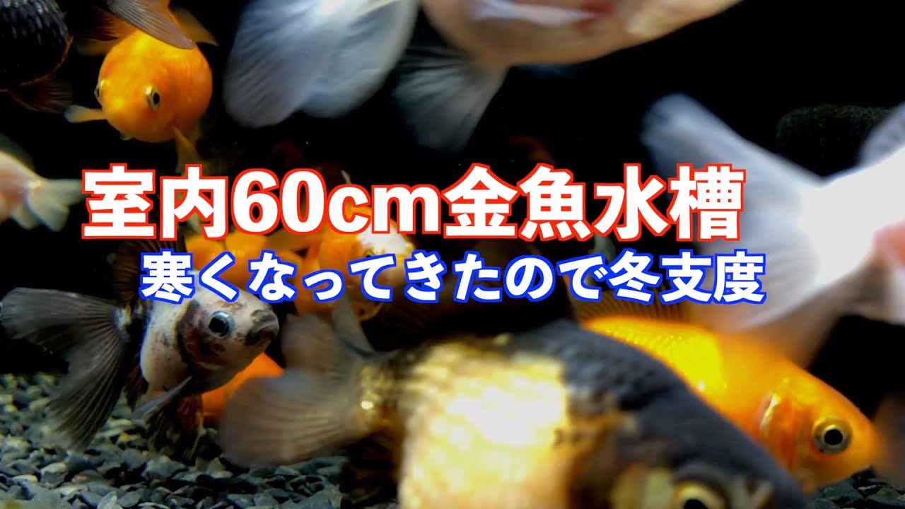 金魚】寒くなってきたので冬支度。室内金魚水槽。 - YouTube