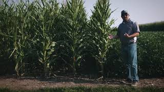 Block 4 | Soybean Intercropping